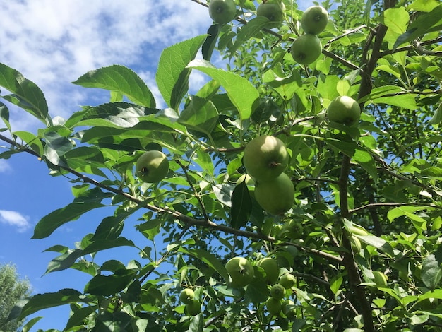 Closeup on green apples on a tree branch against the blue sky in the summer garden