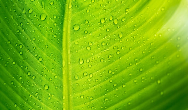 Closeup of green banana leaf background with details of a leaf covered in water droplets