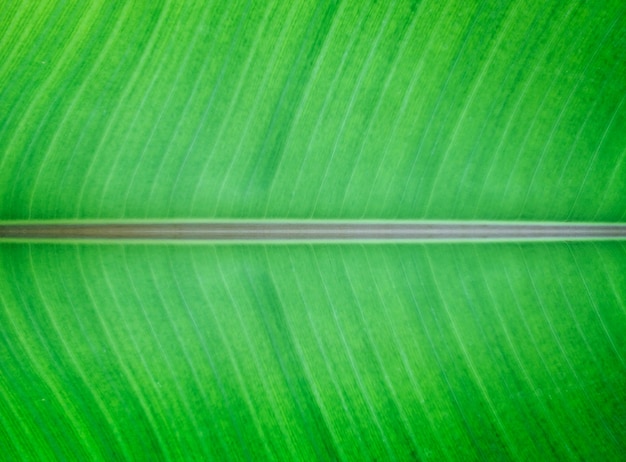 Photo closeup of green banana leaf texture abstract background