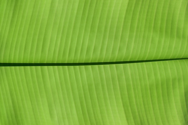 Closeup Of Green Banana Leaf Texture Abstract Background