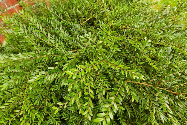 Closeup of a green bush growing by a brick wall in a backyard of a house building or home Lush leafy or evergreen garden plants outdoors on a lawn on a summer day A spring day with bright leaves