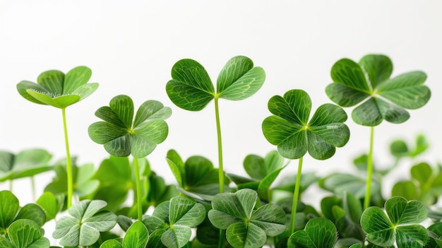 Closeup of Green Clover Leaves