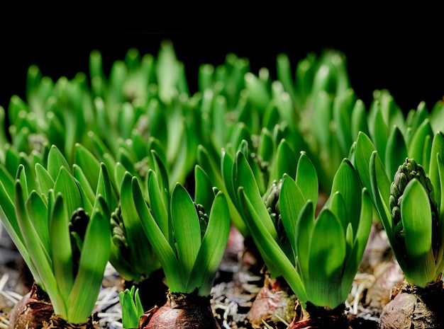 Closeup of green crocus flavus flower bulbs sprouting against a black background Tiny seedlings growing into leaves with buds to produce bright petals Plants starting to develop and shoot in spring