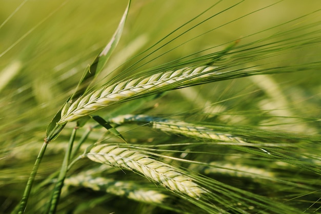 Closeup of a green ear of wheat that begins to ripen in the sun on the field The global food crisis