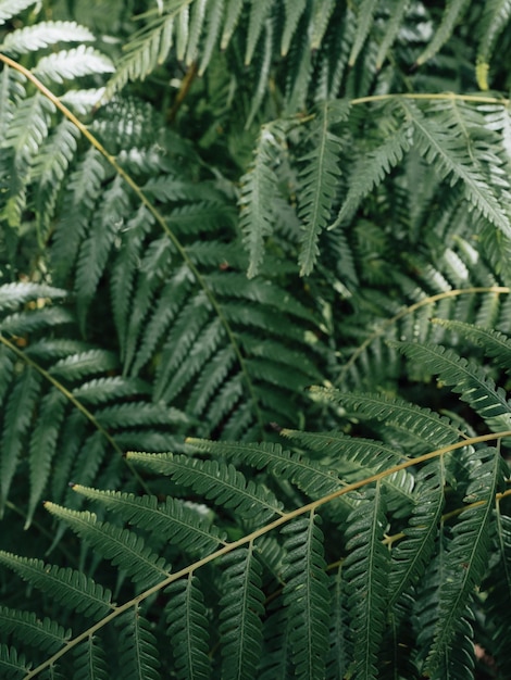 Closeup green fern leaves texture in nature