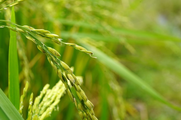 closeup green field rural natural background