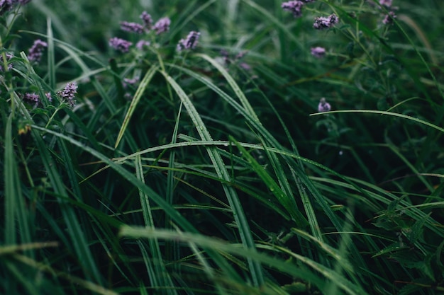 Closeup on green grass with dew