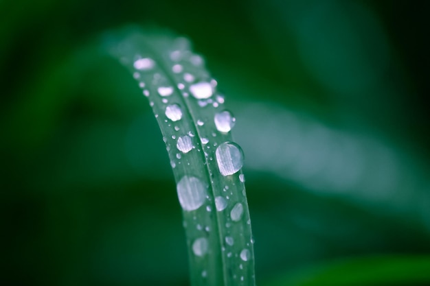 Closeup of green grass with water drops Morning dew on summer field