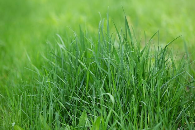 Closeup of green grass