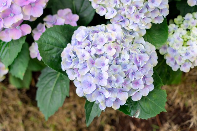 Closeup of green hydrangea (Hydrangea macrophylla) are blooming in spring and summer 