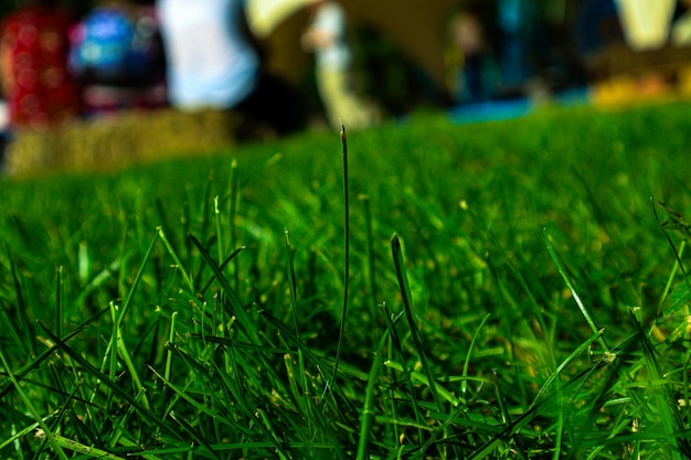 Photo closeup of green lawn grass with blurred people in the background