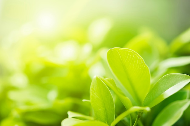 Closeup green leaf on blur background and sunshine