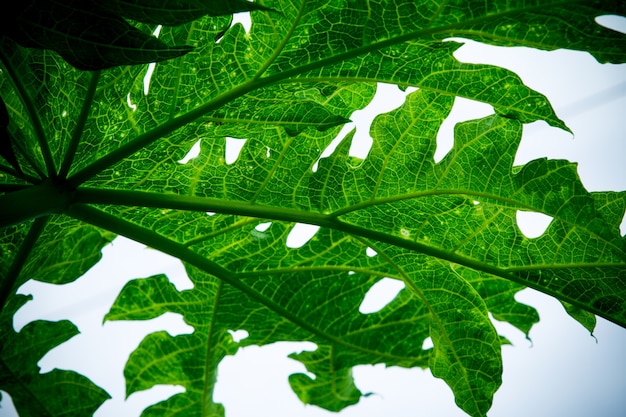 Closeup green leaf of papaya after raining, horizontal photo