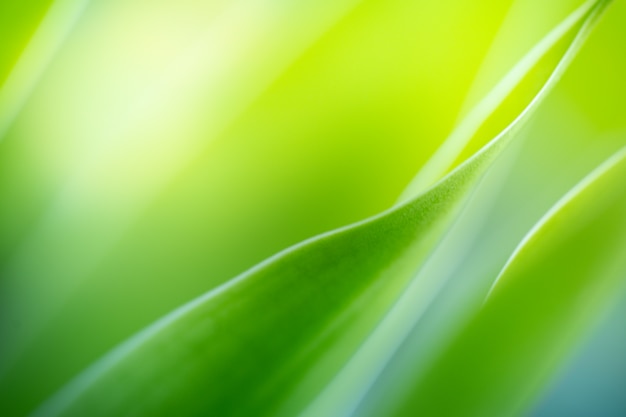 Closeup green leaf texture