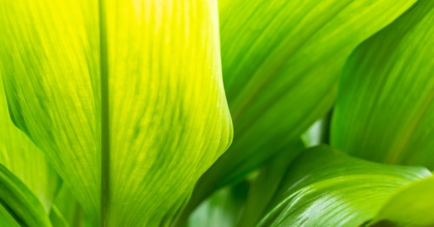 Closeup green leaves color and blurred greenery leaf in nature Tropical leaves background