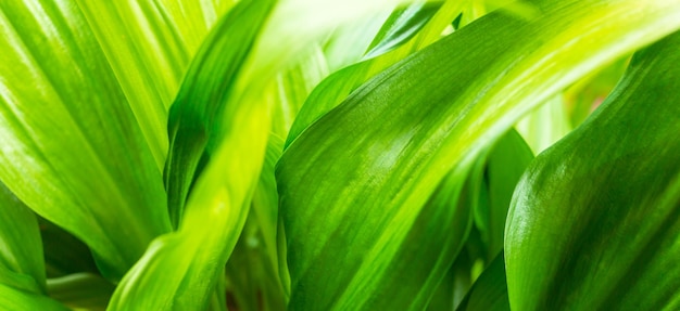 Closeup green leaves and greenery leafTropical foliage and Abstract natural floral Background