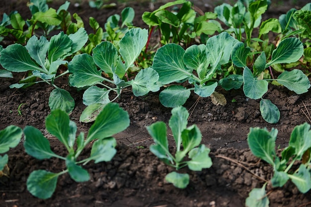 Closeup of the green leaves of a young cabbage growing in an open field on eco farm Agricultural business Copy space