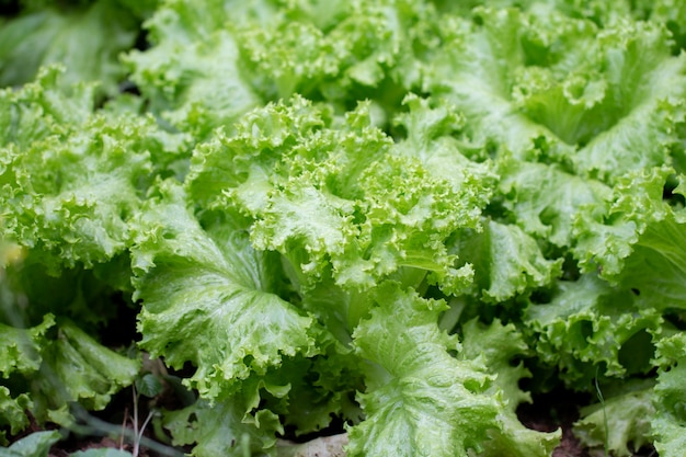 Closeup Green lettuce vegetables in garden