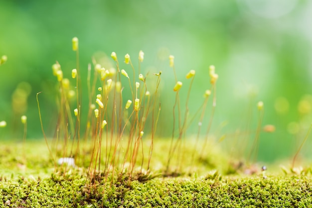 Closeup green moss flower