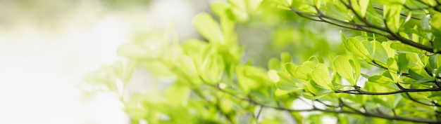 Closeup of green nature leaf on blurred greenery background in garden with bokeh and copy space using as background cover page concept.