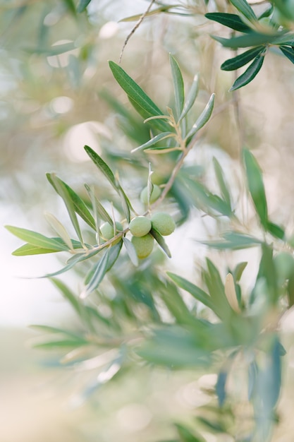 A closeup of green olive fruit on the branches of the tree among the foliage