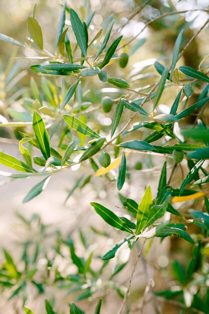 A closeup of green olive fruit on the branches of the tree among the foliage