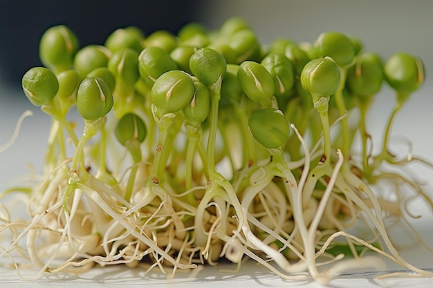 Photo closeup of green pea sprouts with delicate white roots