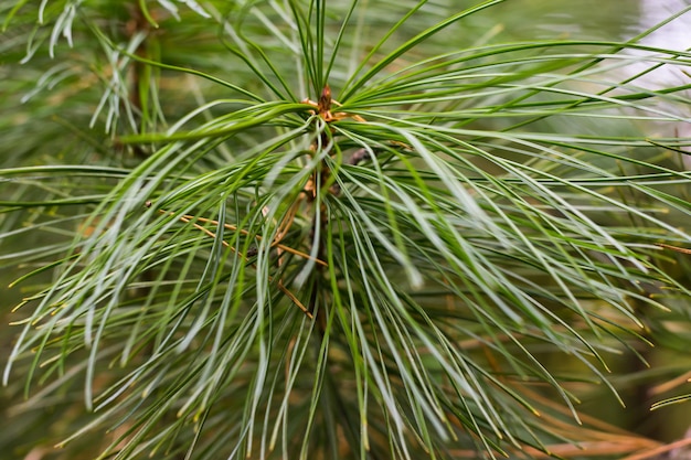 A closeup of a green pine nut