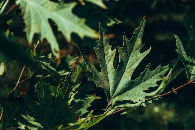 Closeup of green plane tree leaves on tree branches with sunlight. Platanus orientalis, Old World Sycamore, Oriental Plane, large deciduous tree with globose head.