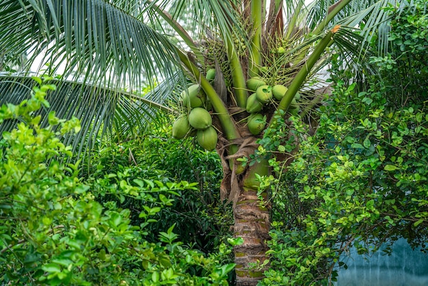 Closeup of The green ripe coconut fruit on the coconut tree of the palm tree as a fresh young coconut in the backyard in Thailand