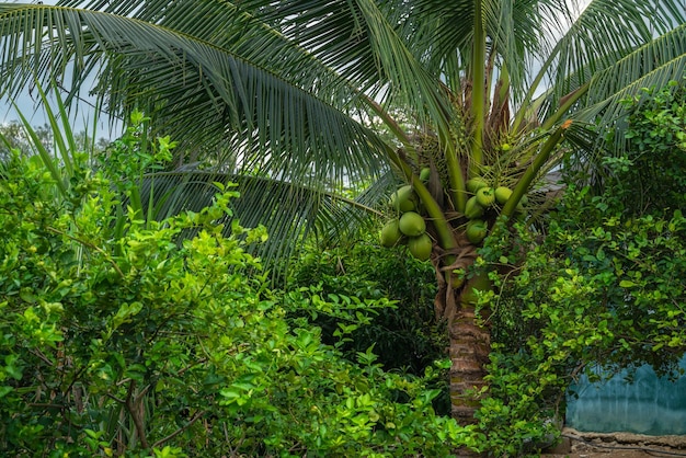 Closeup of The green ripe coconut fruit on the coconut tree of the palm tree as a fresh young coconut in the backyard in Thailand