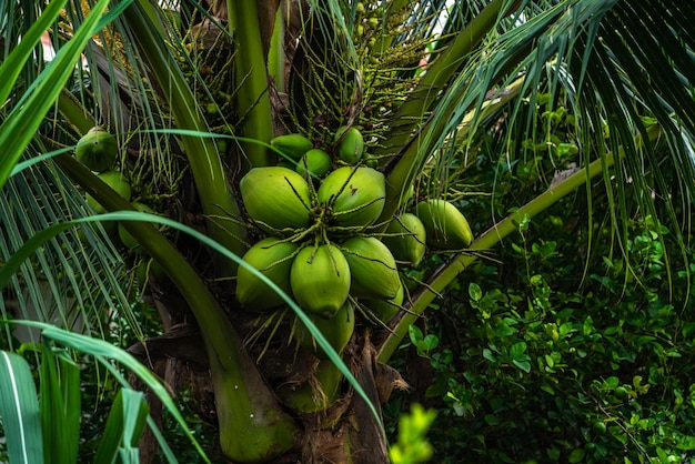 Closeup of The green ripe coconut fruit on the coconut tree of the palm tree as a fresh young coconut in the backyard in Thailand