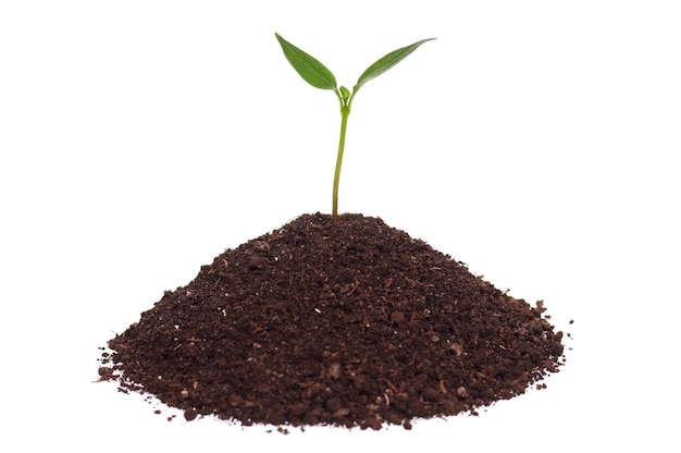 Closeup of green seedling growing out of soil isolated on white background