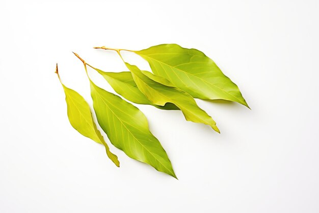 Closeup of green tea leaves on white background