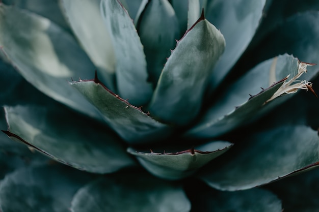 Closeup of green tropical plant. Cactus