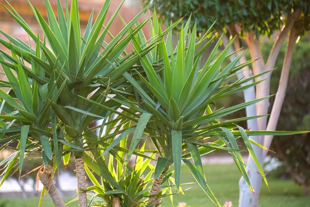 Closeup of green tropical plants in summer garden