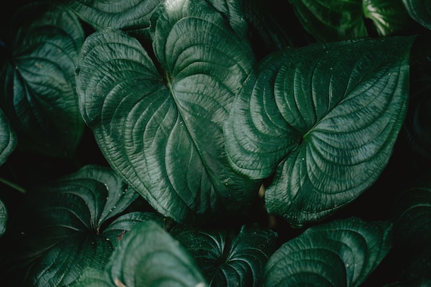 Closeup of green tropical plants