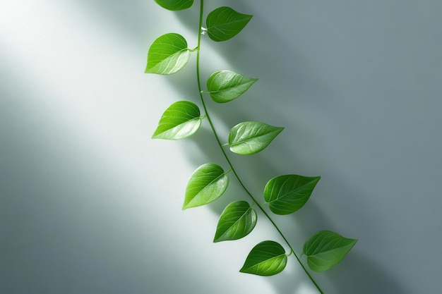 Photo a closeup of a green vine spiraling up a white surface representing growth and ecological consciousness