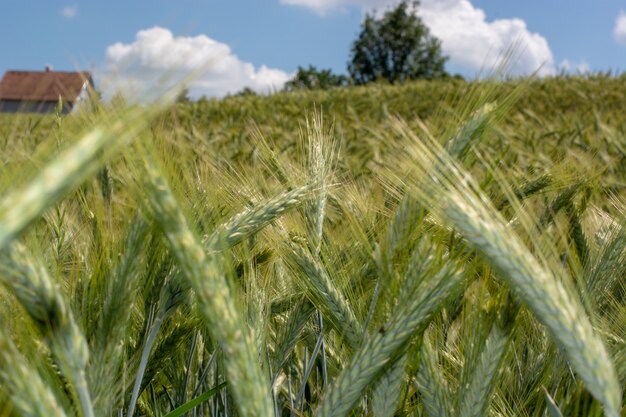 Closeup of green wheat fields on a sunny day with shallow depth of field