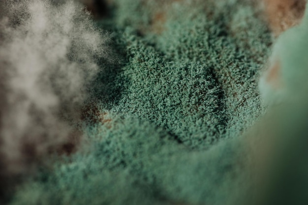 Closeup of green and white mold formed on food macro photography