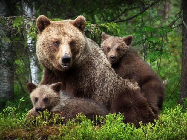 Closeup of a grizzly bear with its babies lying on the grass in a forest in Finland