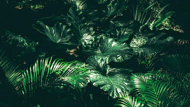 Photo closeup of a group of green leaves