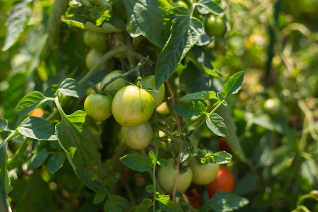 Closeup group of green tomatoes growing in greenhouse Agriculture concept Eco product Home Gardening