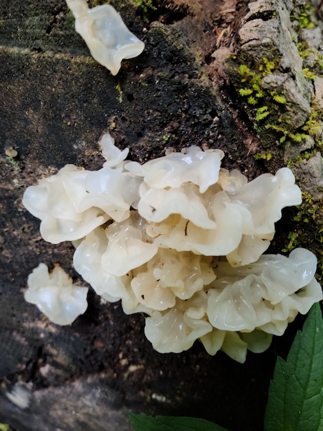 Closeup of growing Tremella fuciformis mushroom on tree trunk