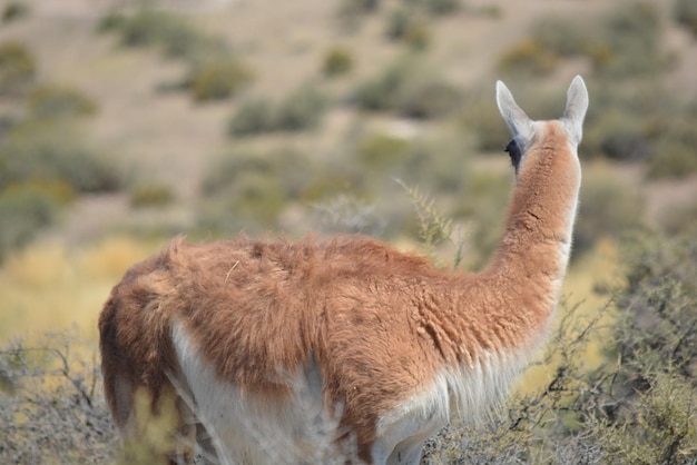 Photo closeup of a guanaco in the province of chubut