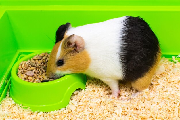 Closeup of a guinea pig eating food in a green box Pets