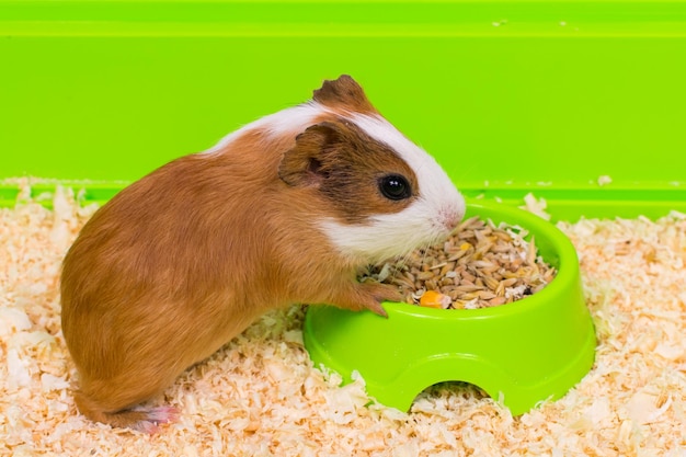 Closeup of a guinea pig eating food in a green box