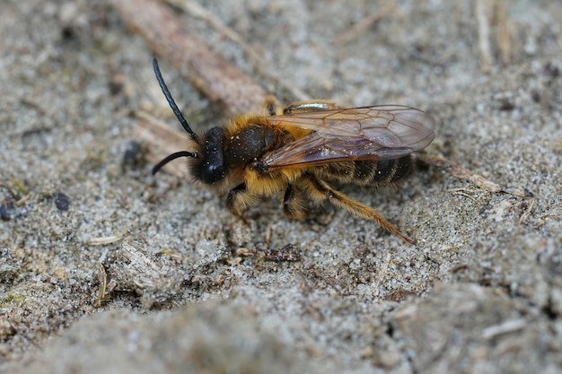 Closeup of the hairy male of the Grey-gastered mining bee , Andrena tibialis crawling on a sandy soil