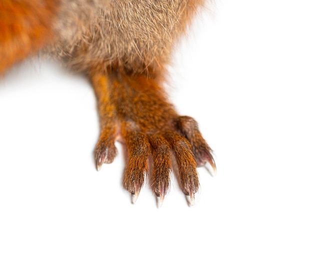 Closeup of the hand and fingers of a Eurasian red squirrel