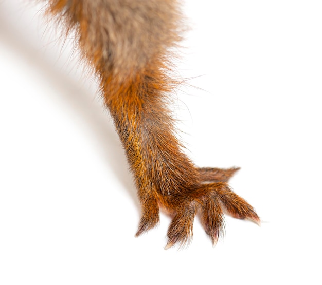 Closeup of the hand and fingers of a Eurasian red squirrel